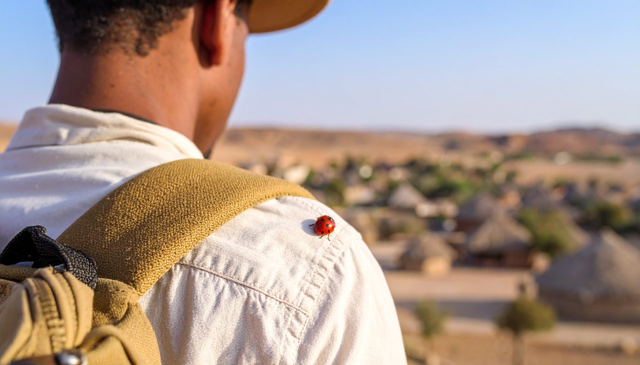 Coccinella con operatore
